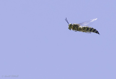 Stictia signata