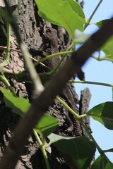 Sceloporus
