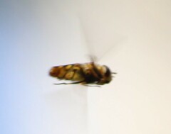 Diptera