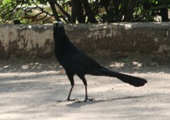 Quiscalus mexicanus