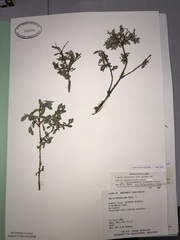 Salix brachycarpa niphoclada