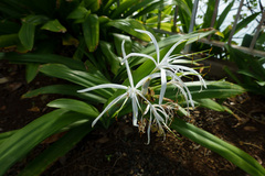 Hymenocallis caribaea