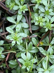 Galium saxatile