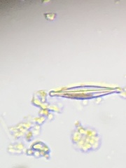 Naviculales