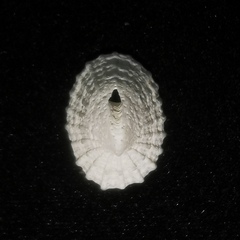 Puncturella nobilis