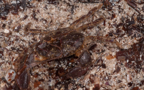 Ozius truncatus