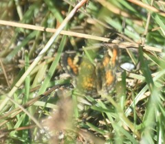 Phyciodes phaon phaon