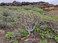 Image of Euphorbia balsamifera