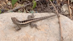 Microlophus occipitalis