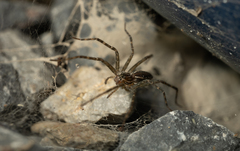 Aglaoctenus lagotis