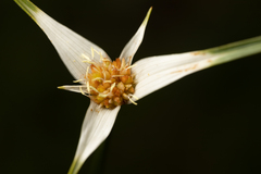 Rhynchospora nervosa