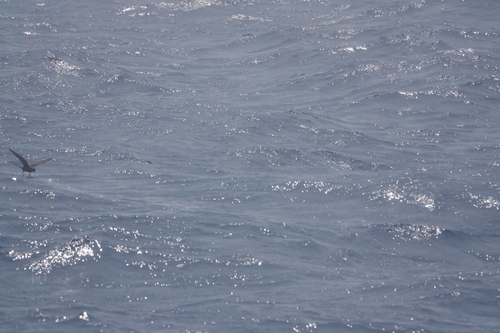 Swinhoe's Storm Petrel (Hydrobates monorhis), photo 8