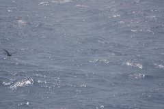 Hydrobates monorhis