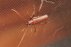 Xystrocera virescens