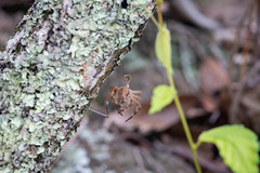 Phoneutria eickstedtae