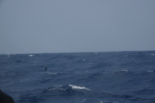 Swinhoe's Storm Petrel (Hydrobates monorhis), photo 5