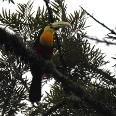Ramphastos dicolorus