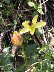 Anemone biflora gortschakowii