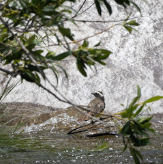 Pitangus sulphuratus