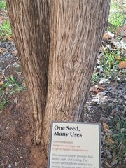 Juniperus monosperma