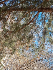 Juniperus monosperma