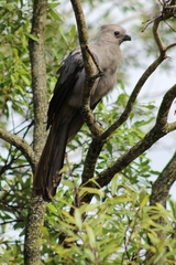 Corythaixoides concolor