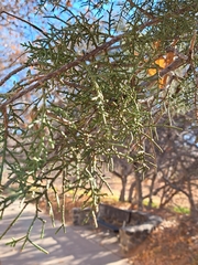 Juniperus monosperma