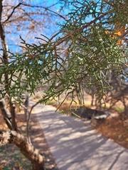 Juniperus monosperma