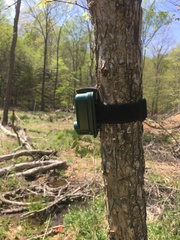 Lithobates clamitans