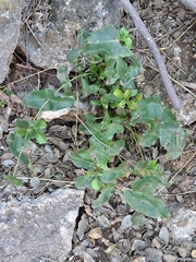 Penstemon pseudospectabilis