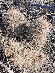 Echinocereus engelmannii fasciculatus