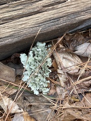 Parmotrema hypotropum