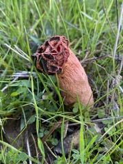 Simblum sphaerocephalum