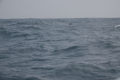 Hydrobates monorhis