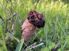 Simblum sphaerocephalum