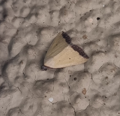 Phytometra subflavalis