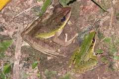Odorrana hosii