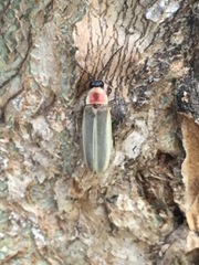 Photinus marginellus