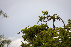 Eupsittula aurea