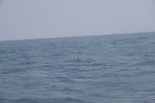Swinhoe's Storm Petrel (Hydrobates monorhis), photo 7