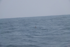 Hydrobates monorhis