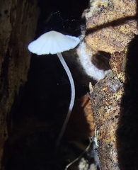 Delicatula integrella