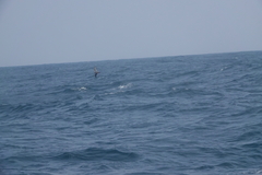 Hydrobates monorhis