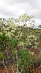 Myodocarpus