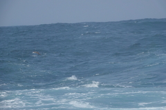 Calonectris leucomelas