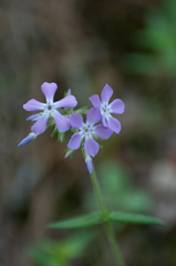 Phlox pilosa
