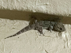 Chondrodactylus bibronii