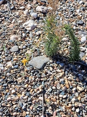 Ericameria laricifolia