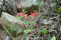 Silene virginica