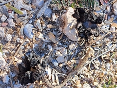 Montagnea arenaria